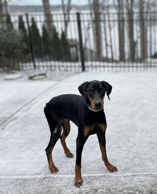 Enlarge Spartacus, a ADOPTABLE Doberman Pinscher in Knoxville, TN image 1/1
