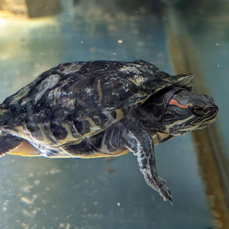 Michelangela, ADOPTABLE, Adult Female Red-Eared Slider.