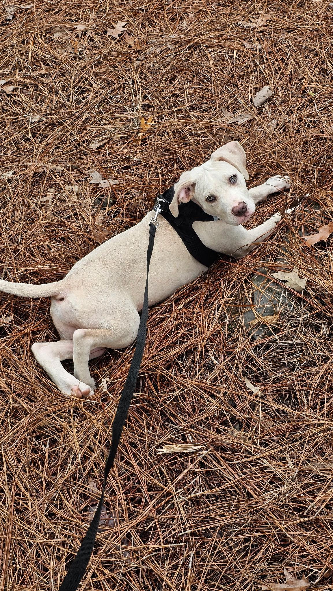 Enlarge Wrigley, an adopted mixed breed in Plantsville, CT image 2/6