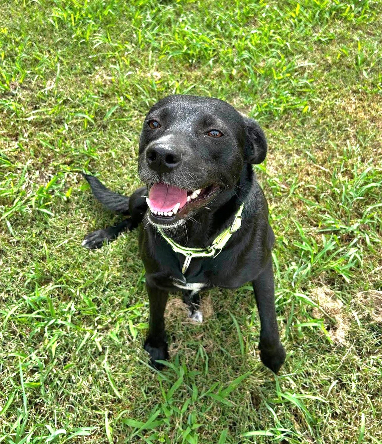Enlarge Trixie, an adopted mixed breed in Elk Grove Village, IL image 6/6