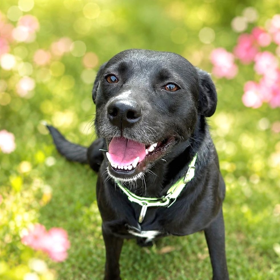 Trixie, adopted, Young Female Labrador Retriever.