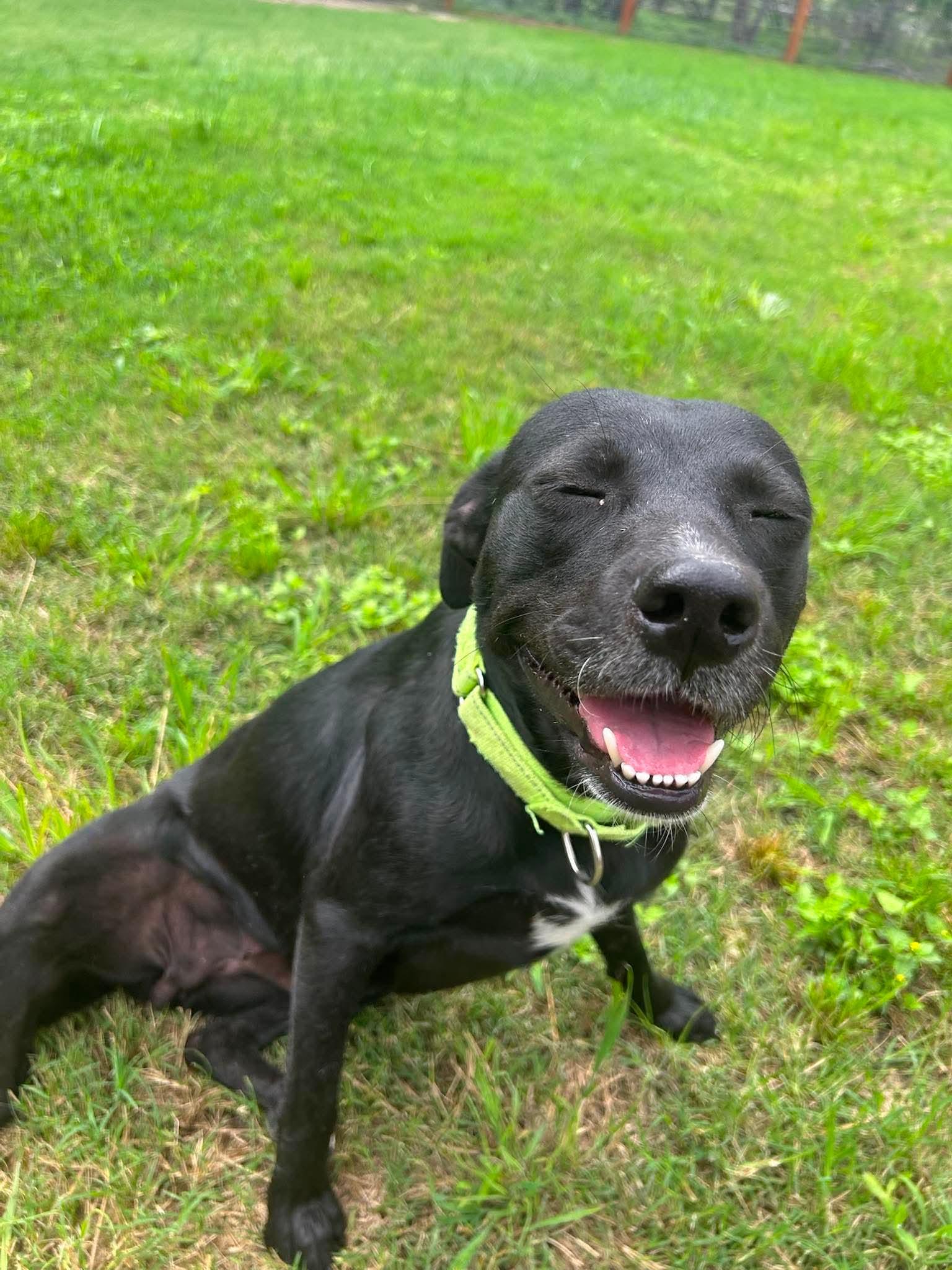Enlarge Trixie, an adopted mixed breed in Elk Grove Village, IL image 3/6