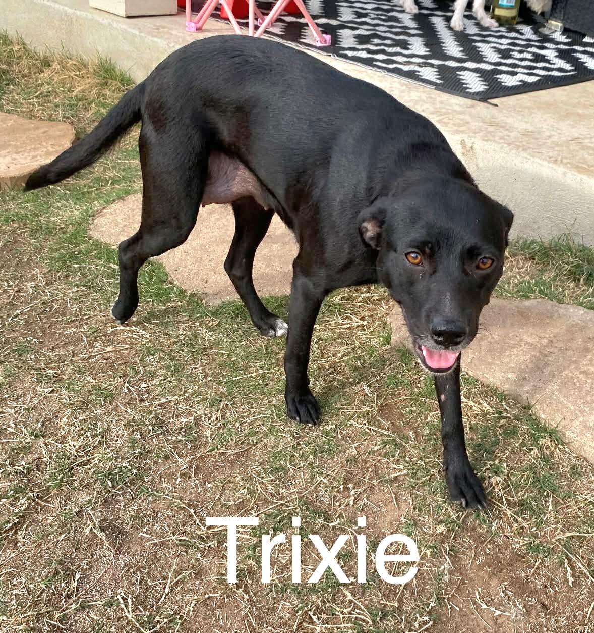 Enlarge Trixie, an adopted mixed breed in Elk Grove Village, IL image 5/6