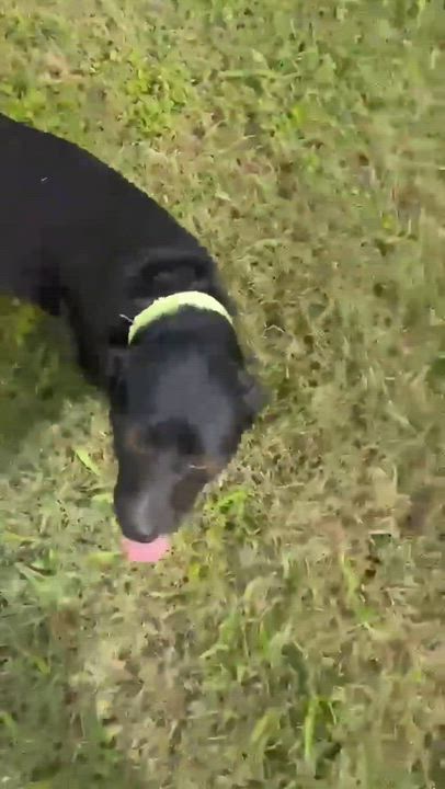 Enlarge Trixie, an adopted mixed breed in Elk Grove Village, IL video 2/6