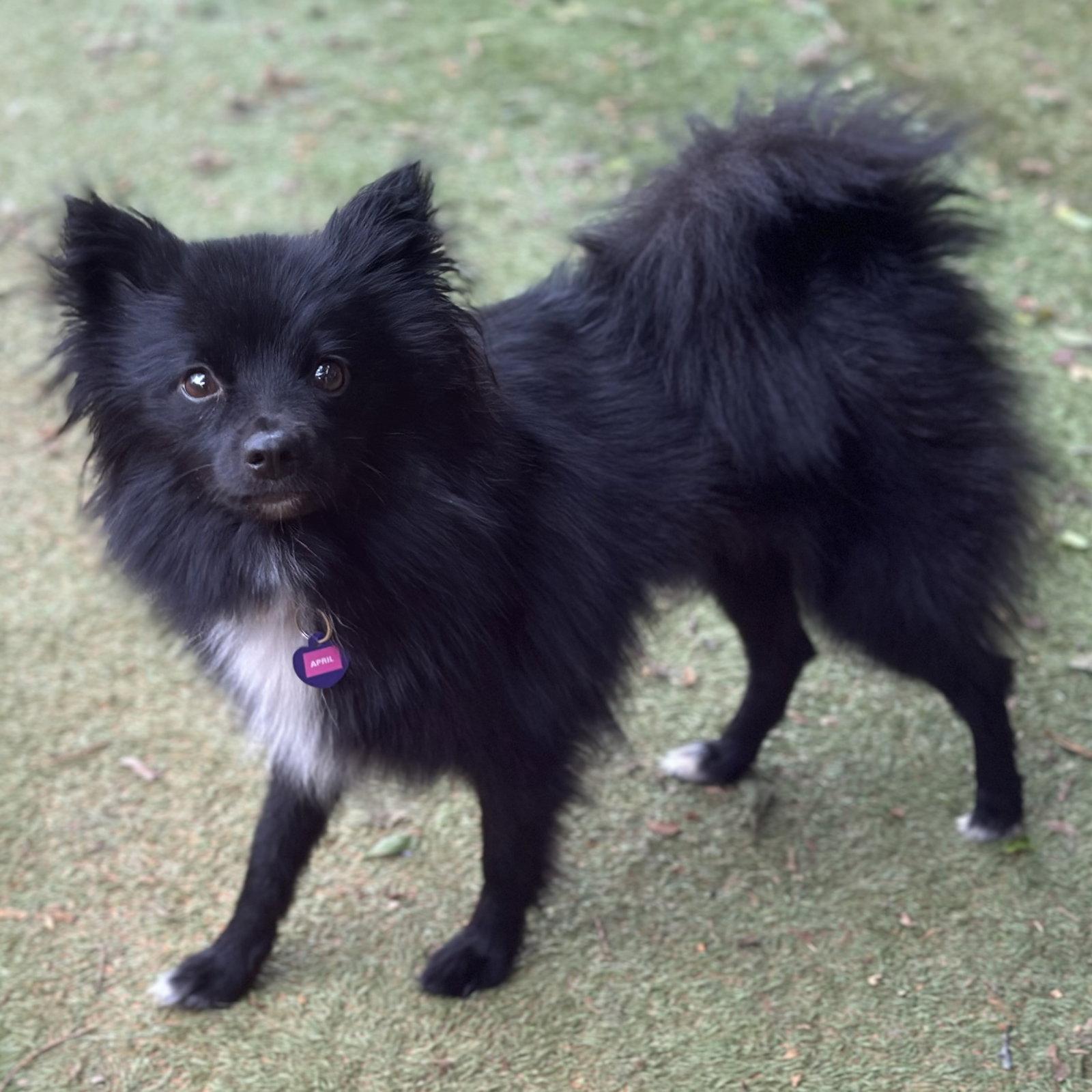 April, Adoptable, Young Female Pomeranian.