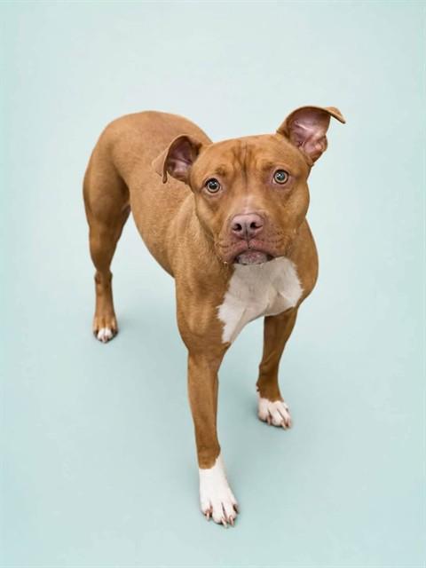 Enlarge DESARAE, a Adoptable Pit Bull Terrier in Upper Marlboro, MD image 1/1