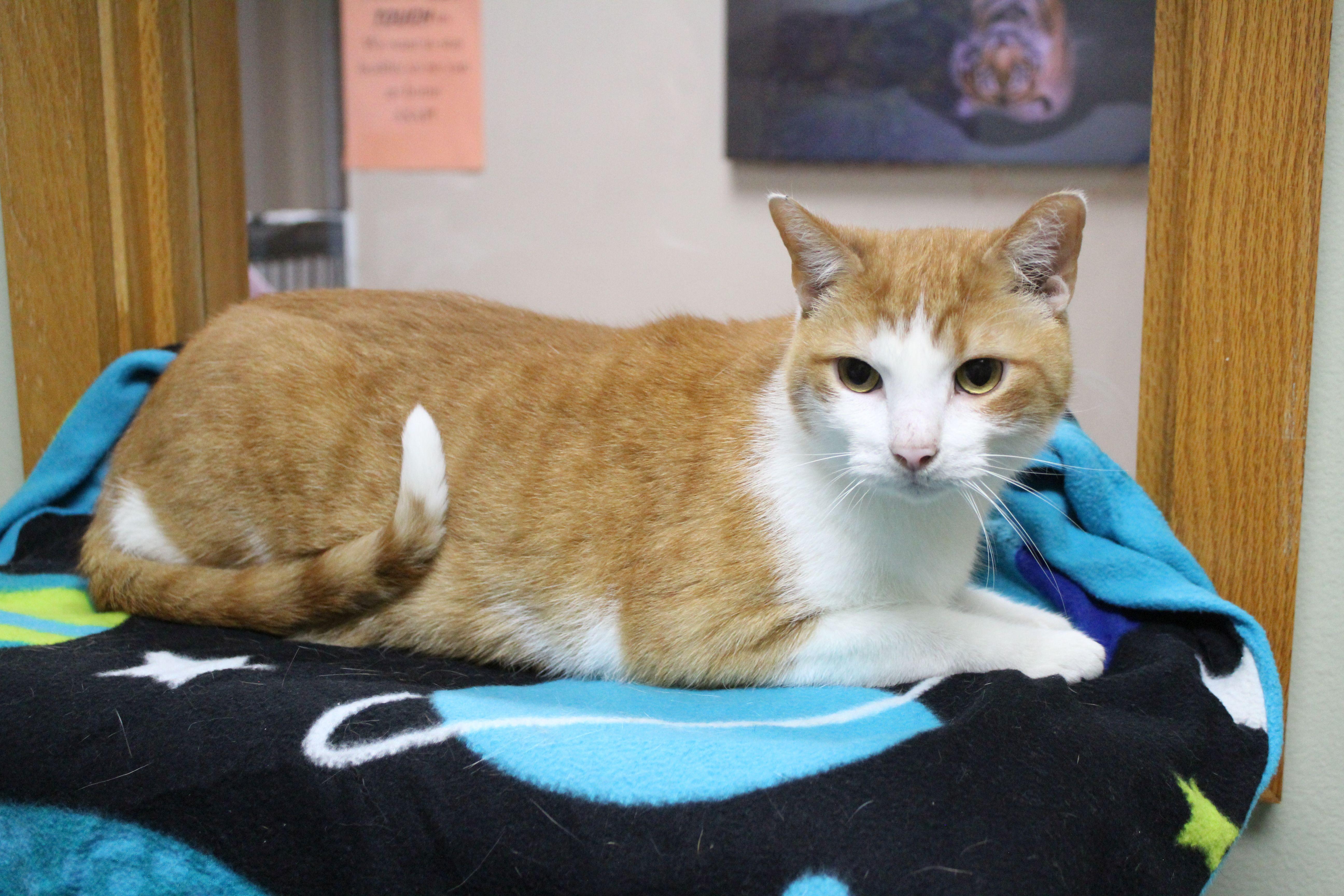 Enlarge Pomelo, a Adoptable Domestic Short Hair in Portage, WI image 1/1