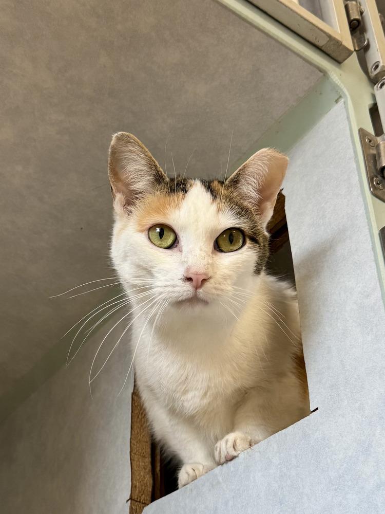 Dutchess, Adoptable, Adult Female Domestic Short Hair.