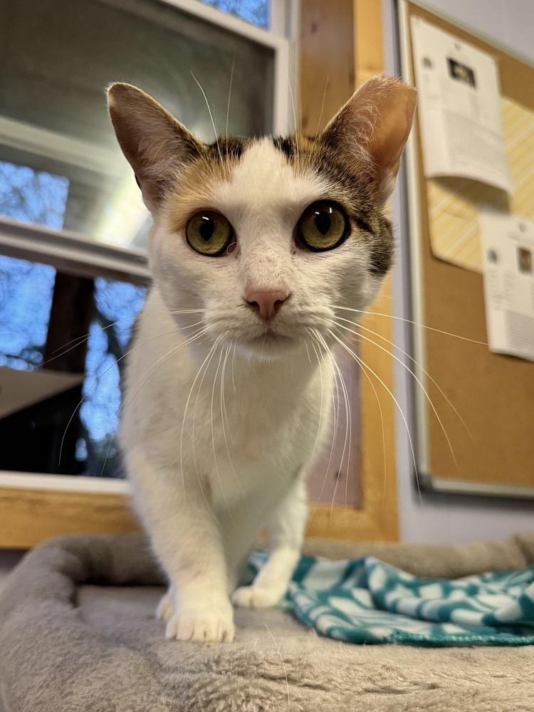 Dutchess, a Adoptable mixed breed in Papillion, NE image 2/2