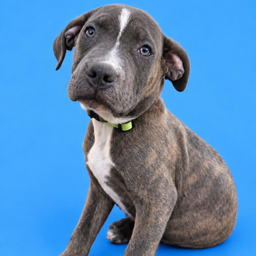 Raider, Adopted, Puppy Male Staffordshire Bull Terrier & Pit Bull Terrier.