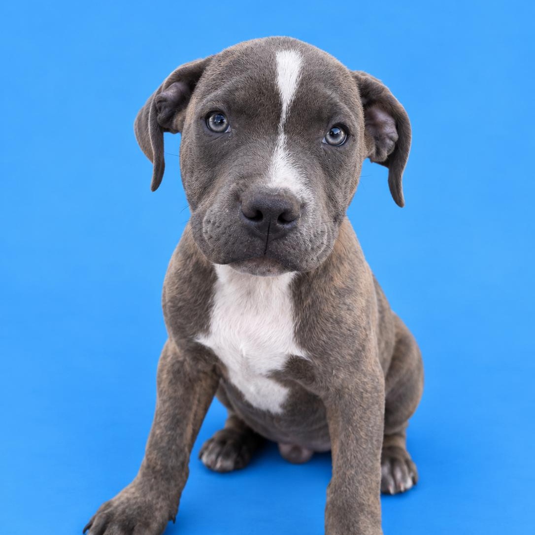Enlarge Raider, a Adopted mixed breed in Lodi, CA image 2/2