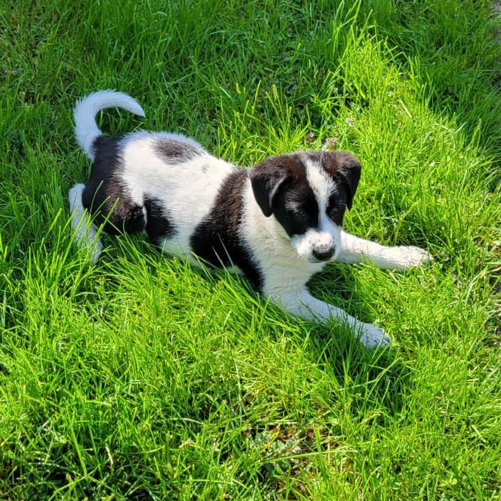 Bob, Adoptable, Puppy Male Labrador Retriever.