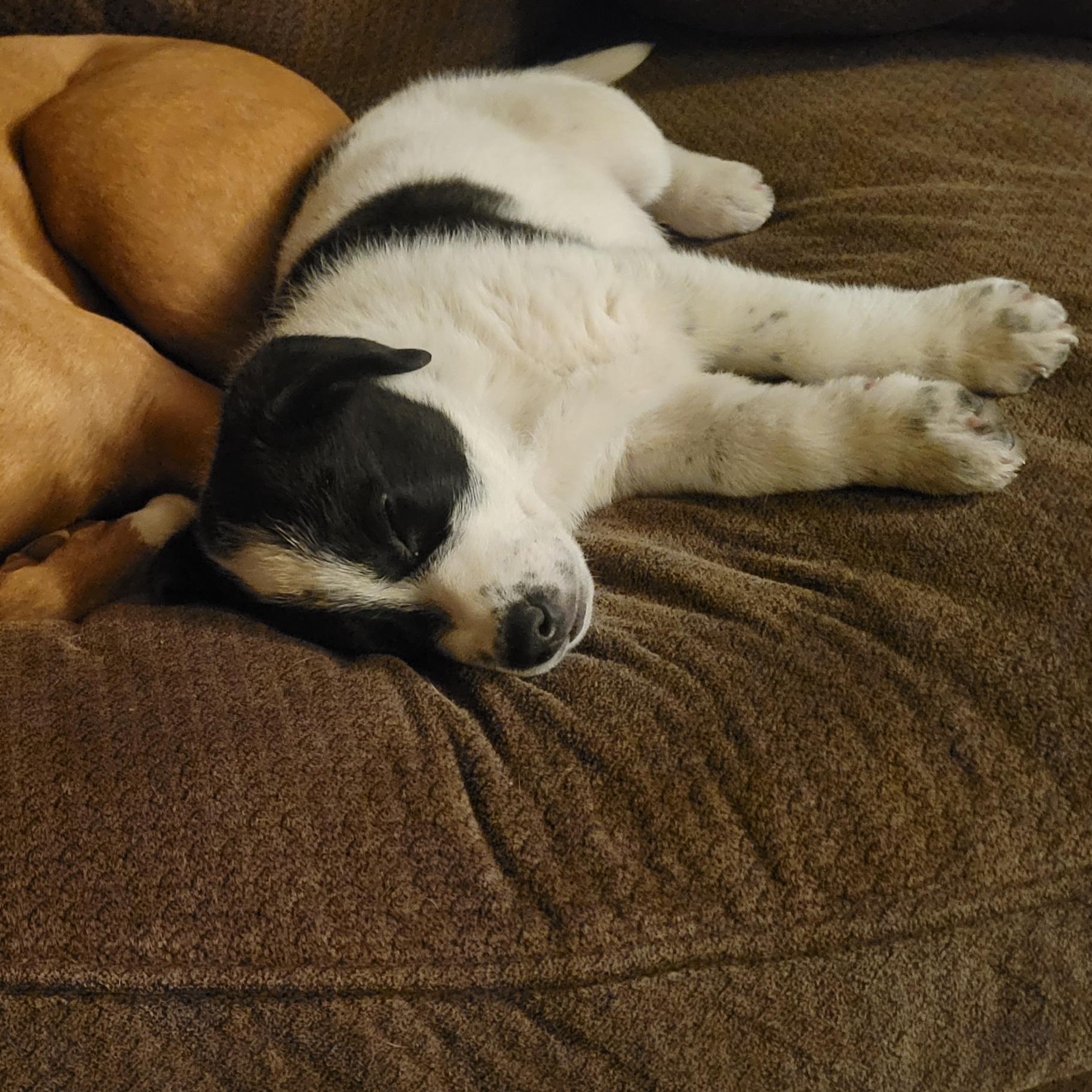 Enlarge Bob, a Adoptable mixed breed in Brantford, ON image 2/6