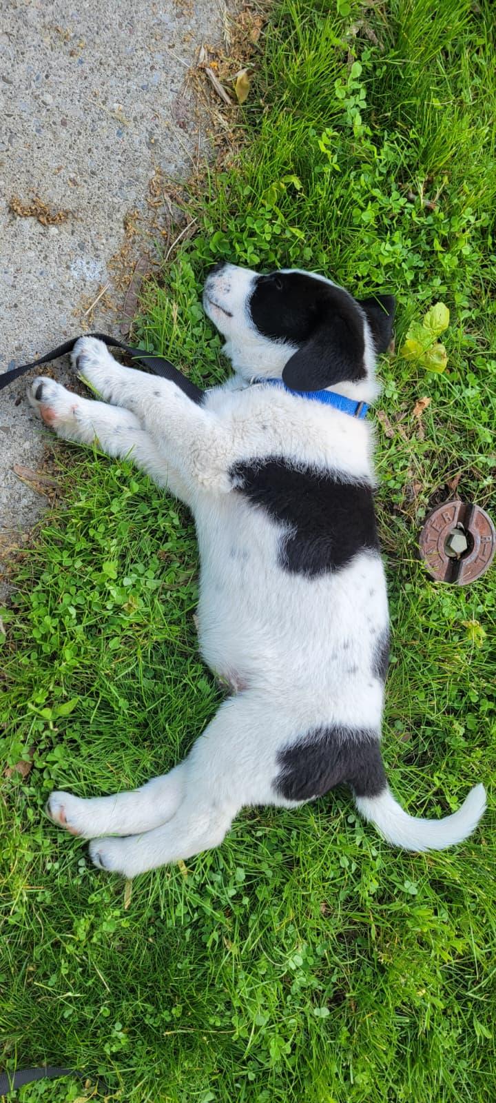Enlarge Bob, a Adoptable mixed breed in Brantford, ON image 3/6