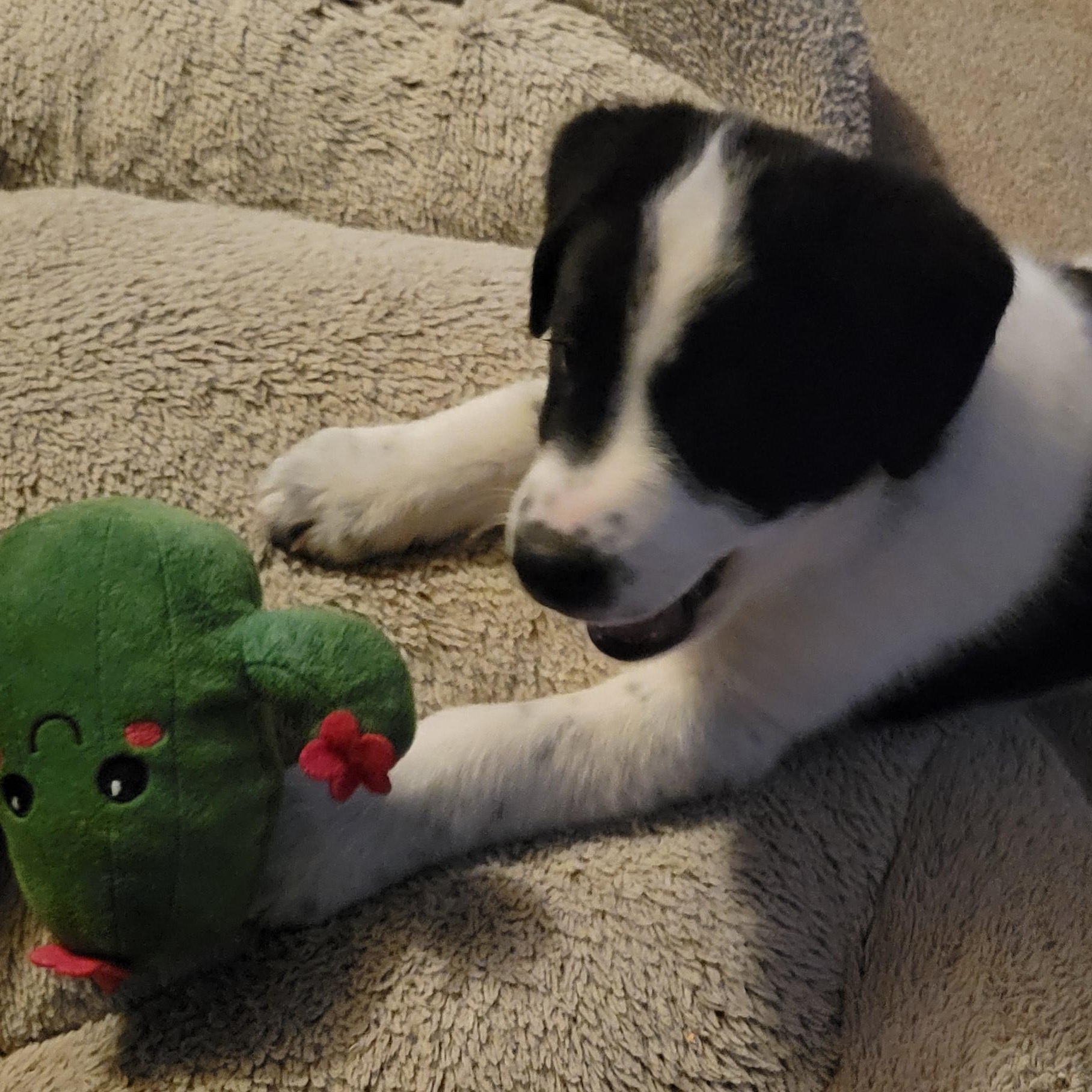 Enlarge Bob, a Adoptable mixed breed in Brantford, ON image 4/6