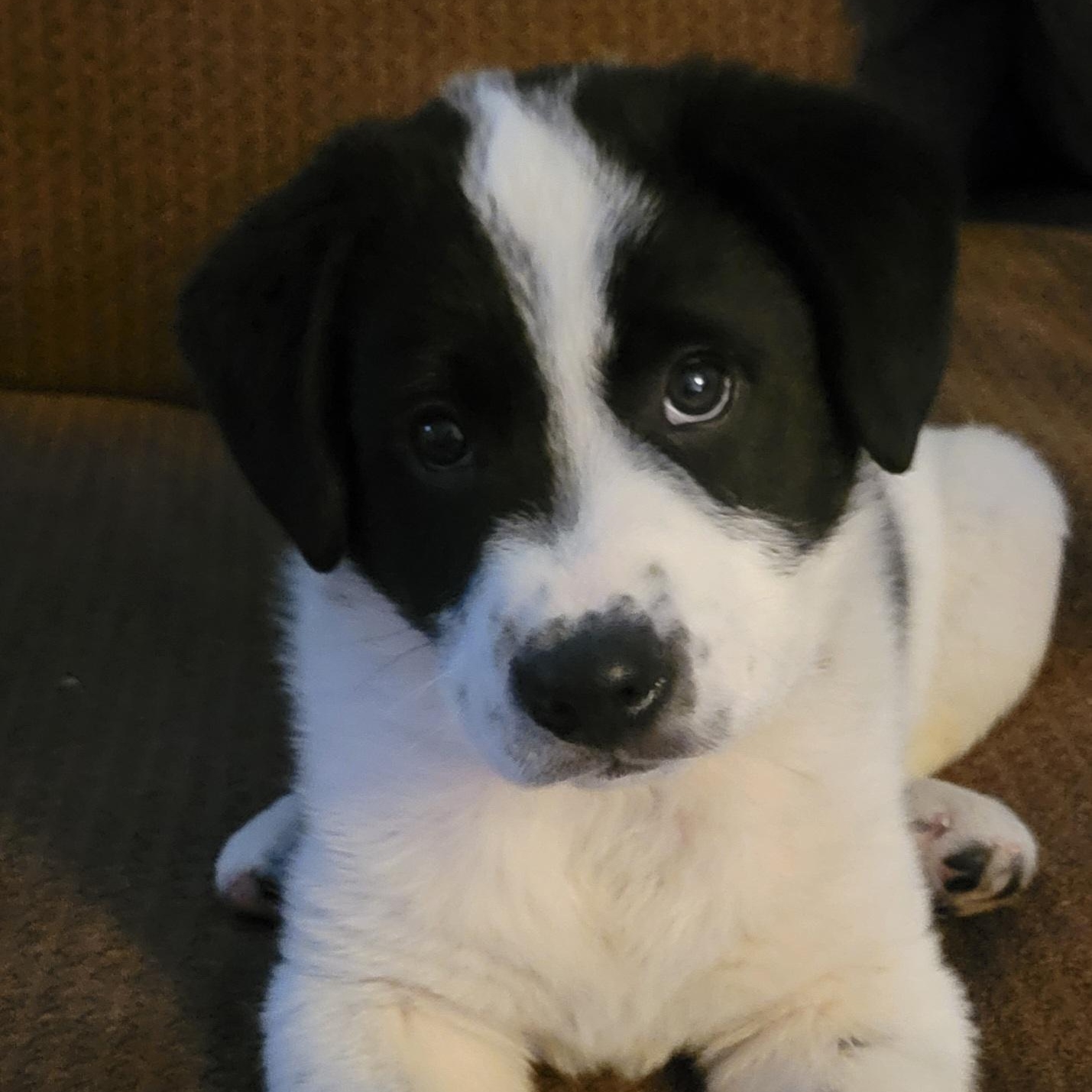 Enlarge Bob, a Adoptable mixed breed in Brantford, ON image 6/6