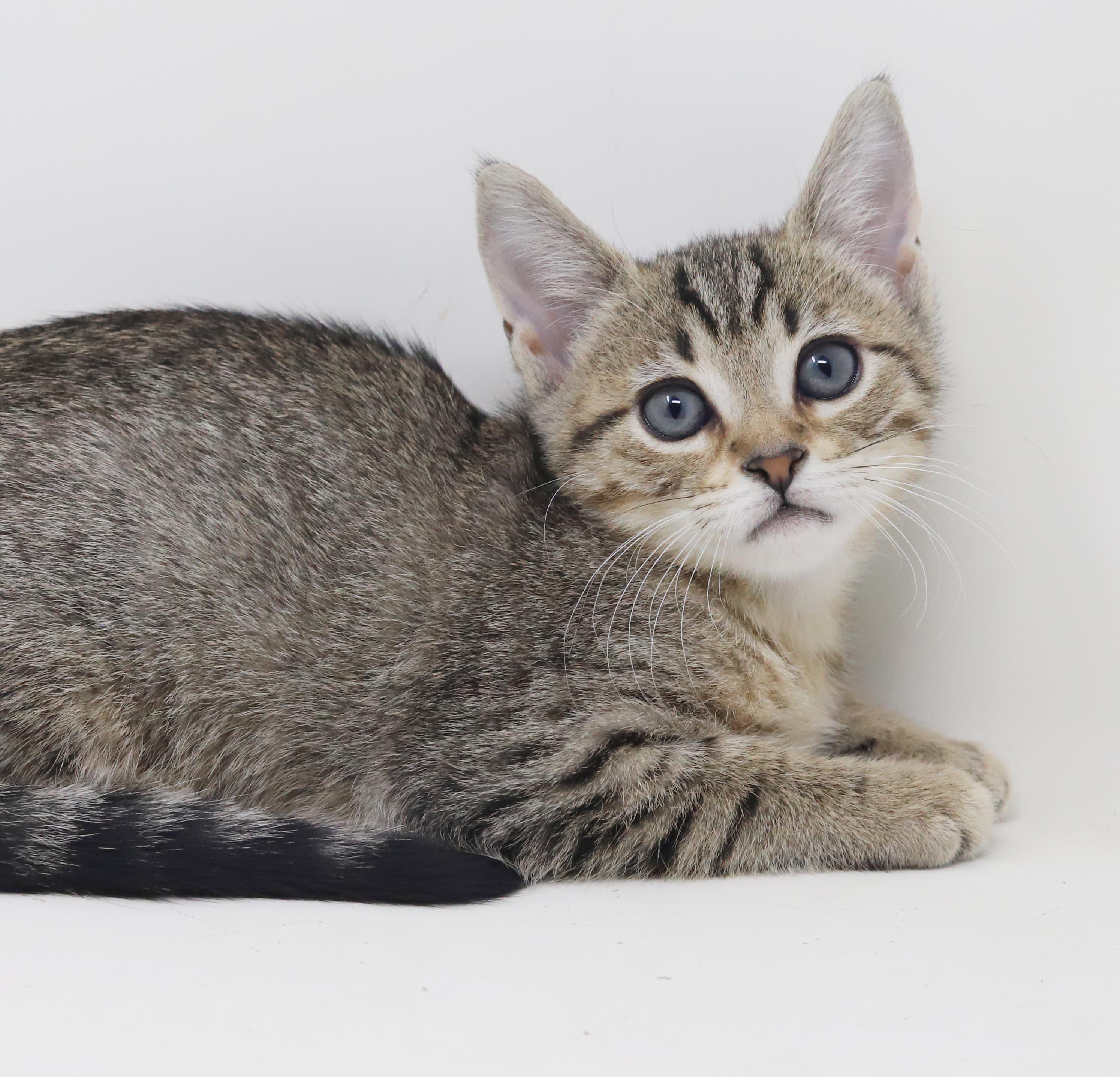 Enlarge Arcana is AMAZING - sweetest snuggliest and TINIEST polka dotted princess, a Adoptable mixed breed in Bedford Hills, NY image 5/6