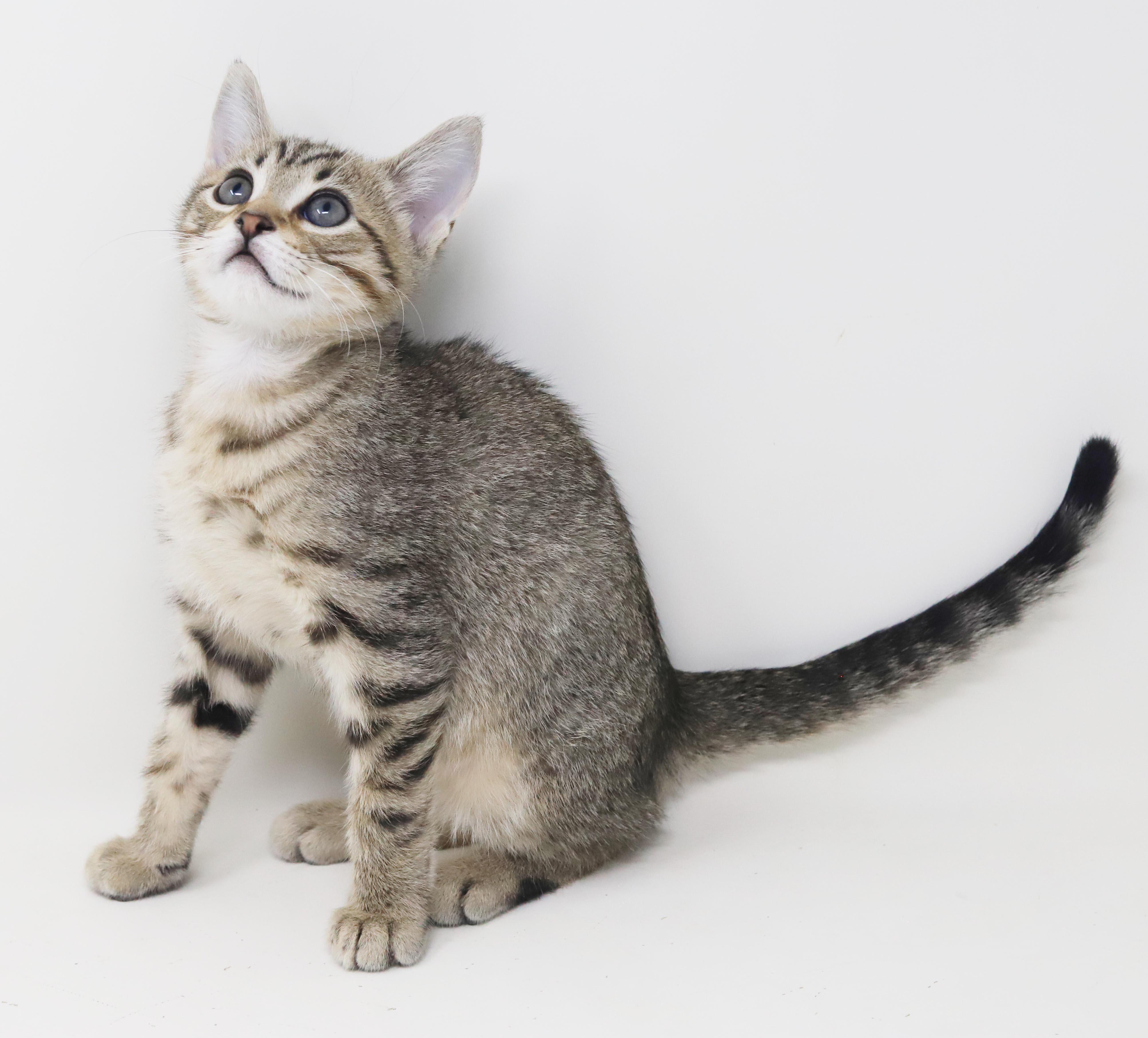 Enlarge Arcana is AMAZING - sweetest snuggliest and TINIEST polka dotted princess, a Adoptable mixed breed in Bedford Hills, NY image 3/6