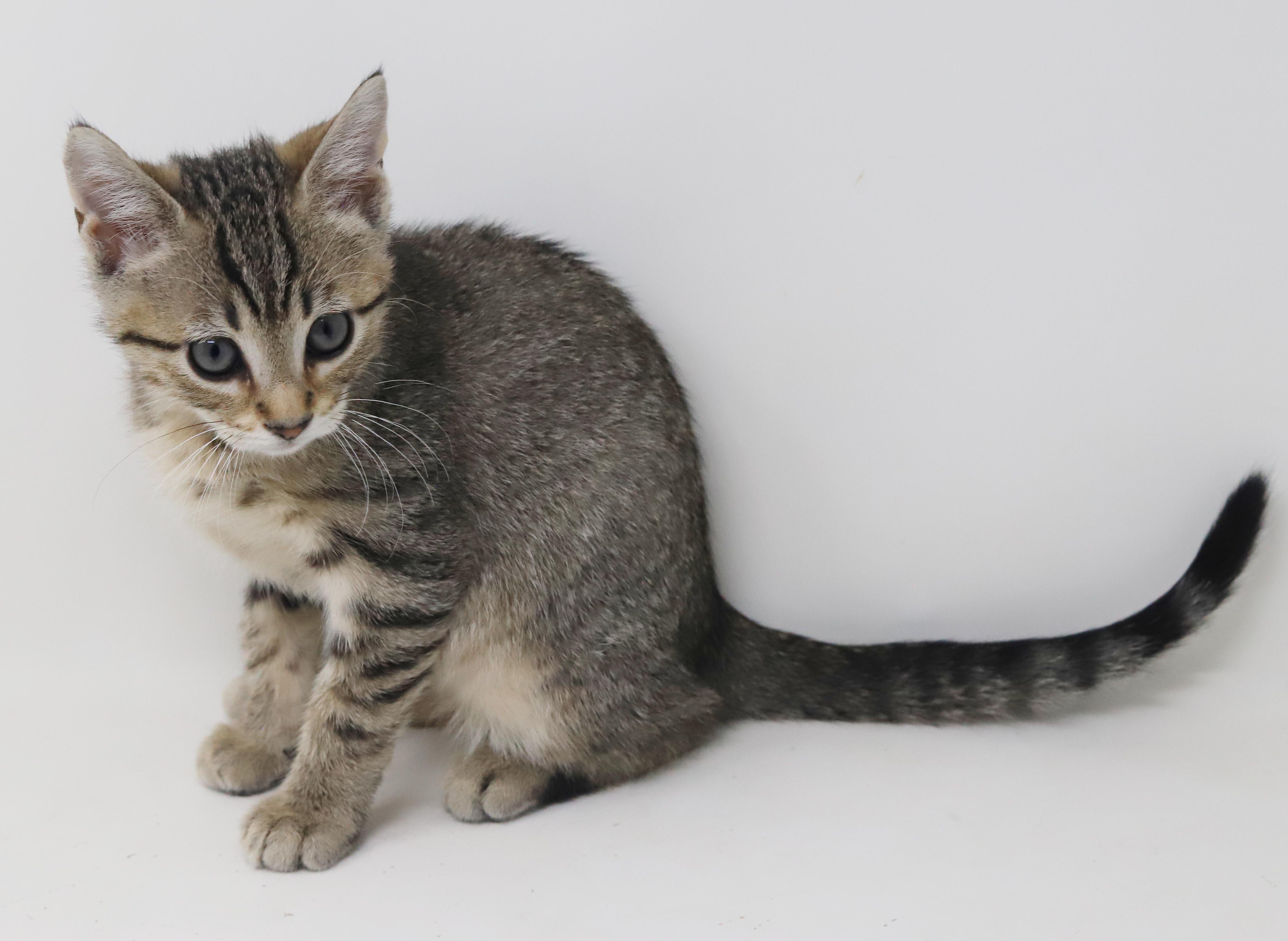 Enlarge Arcana is AMAZING - sweetest snuggliest and TINIEST polka dotted princess, a Adoptable mixed breed in Bedford Hills, NY image 4/6