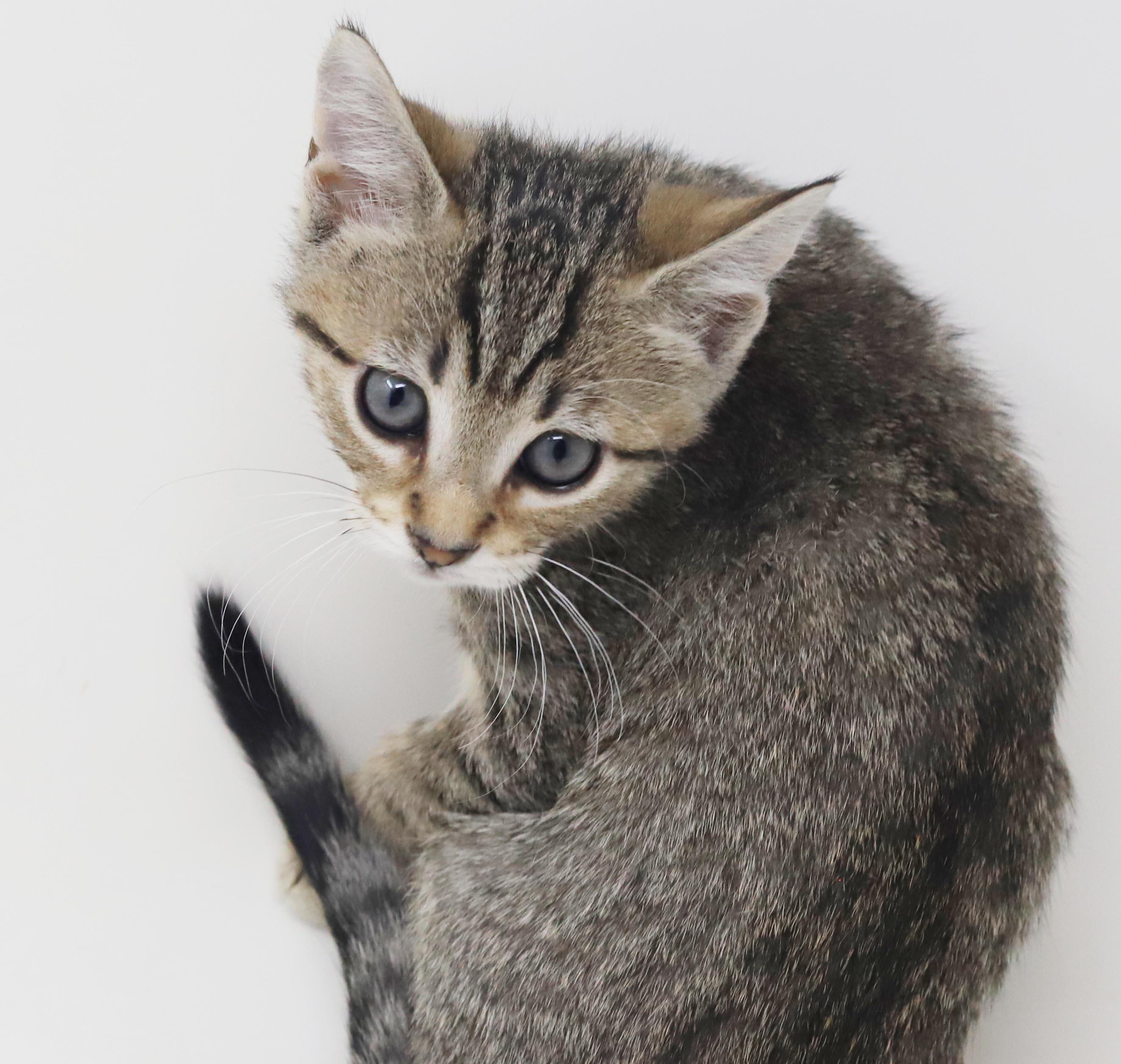 Enlarge Arcana is AMAZING - sweetest snuggliest and TINIEST polka dotted princess, a Adoptable mixed breed in Bedford Hills, NY image 6/6