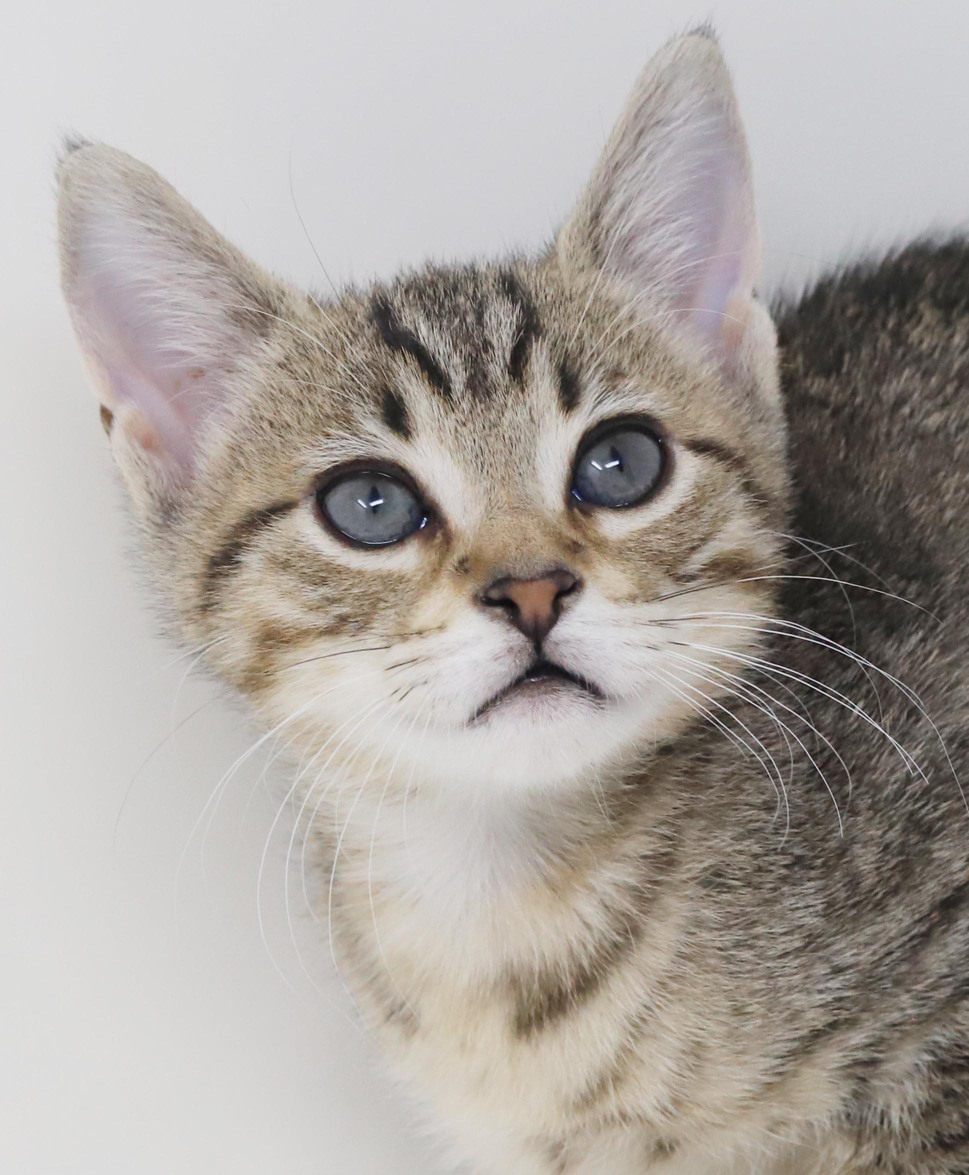 Enlarge Arcana is AMAZING - sweetest snuggliest and TINIEST polka dotted princess, a Adoptable mixed breed in Bedford Hills, NY image 2/6