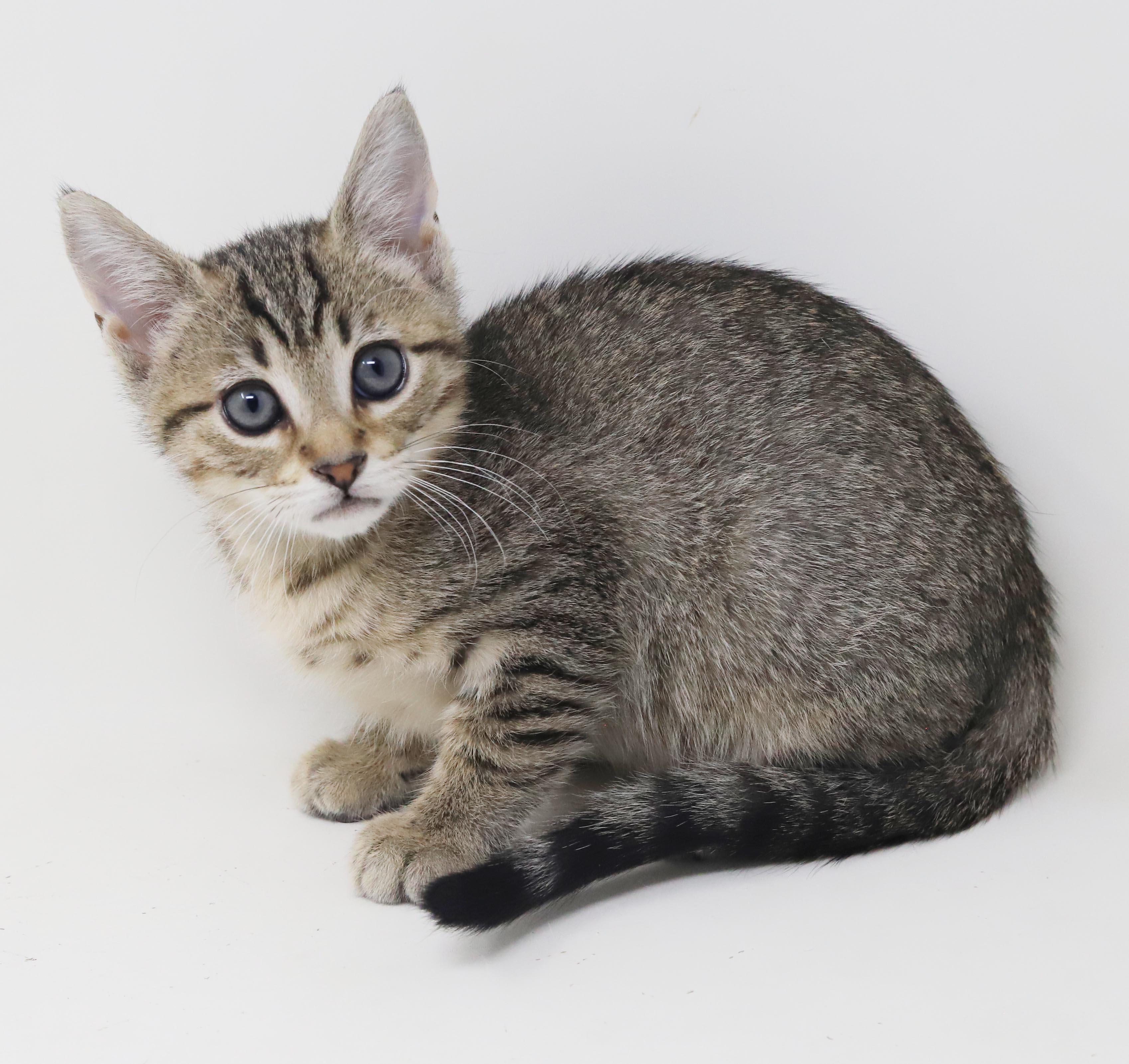 Arcana is AMAZING - sweetest snuggliest and TINIEST polka dotted princess, Adoptable, Kitten Female Bengal & Abyssinian.