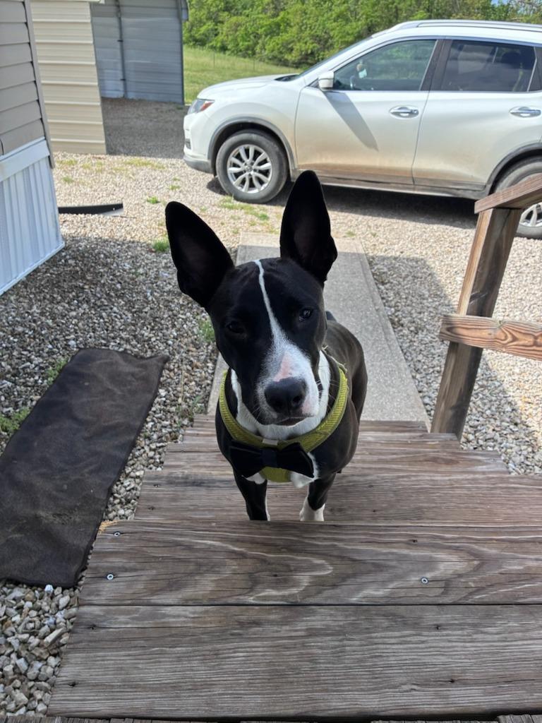 Diesel, Adoptable, Puppy Male Mixed Breed.