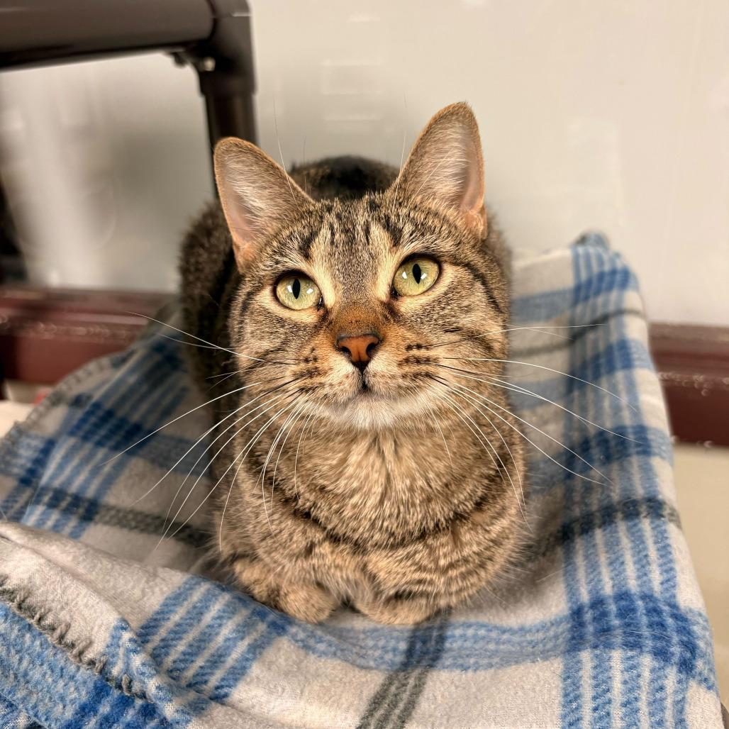 Maci, Adoptable, Adult Female Domestic Short Hair.