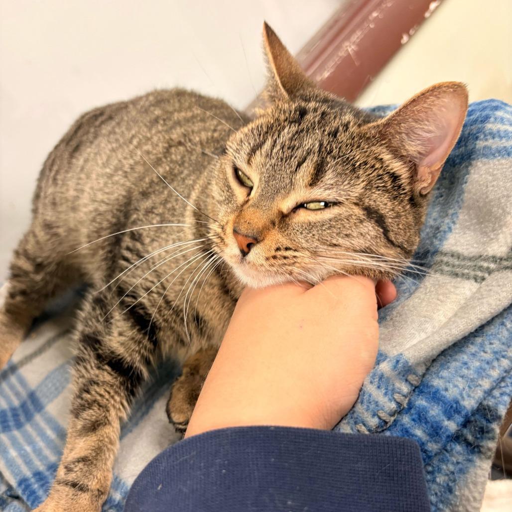 Enlarge Maci, a Adoptable Domestic Short Hair in Davenport, IA image 2/3