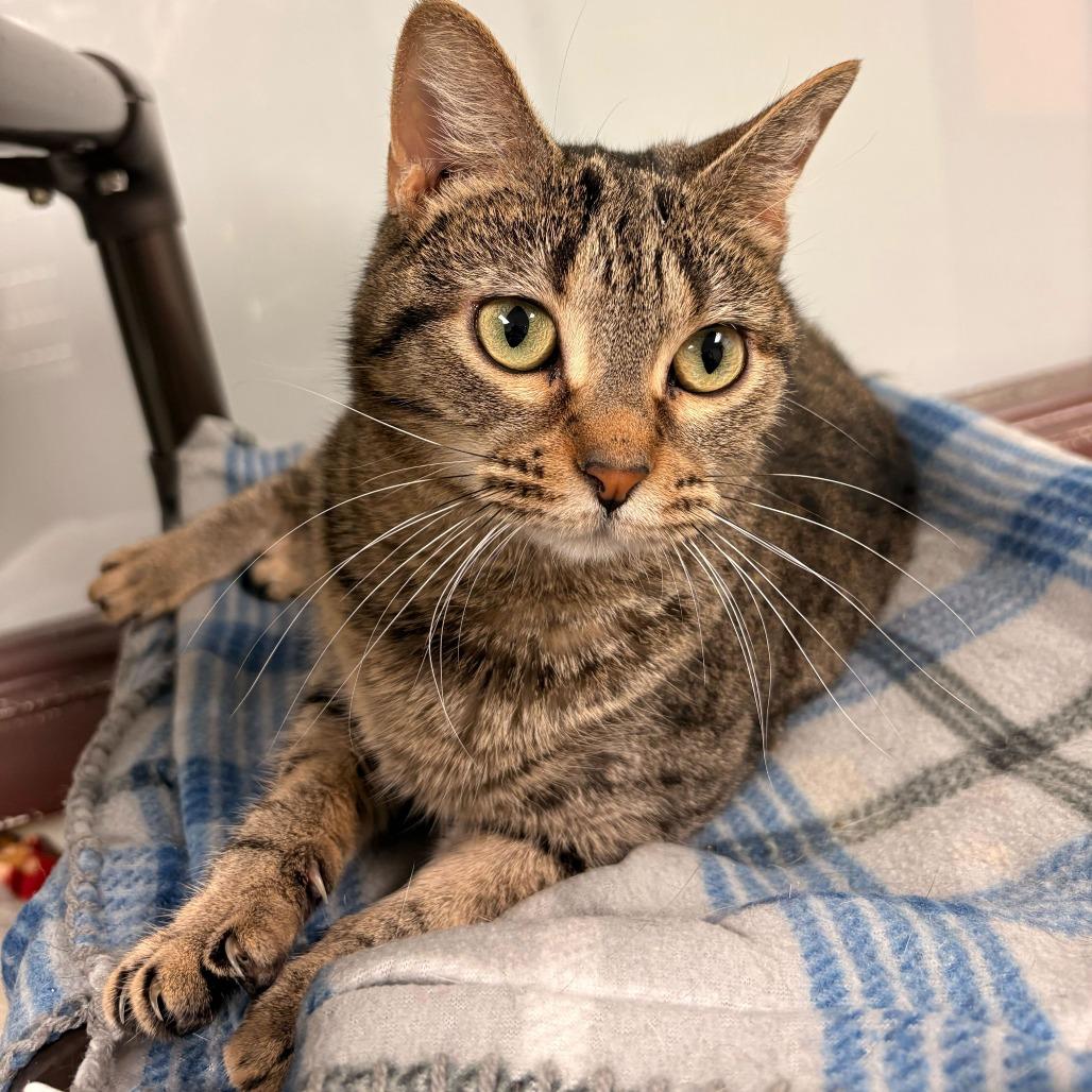 Enlarge Maci, a Adoptable Domestic Short Hair in Davenport, IA image 3/3