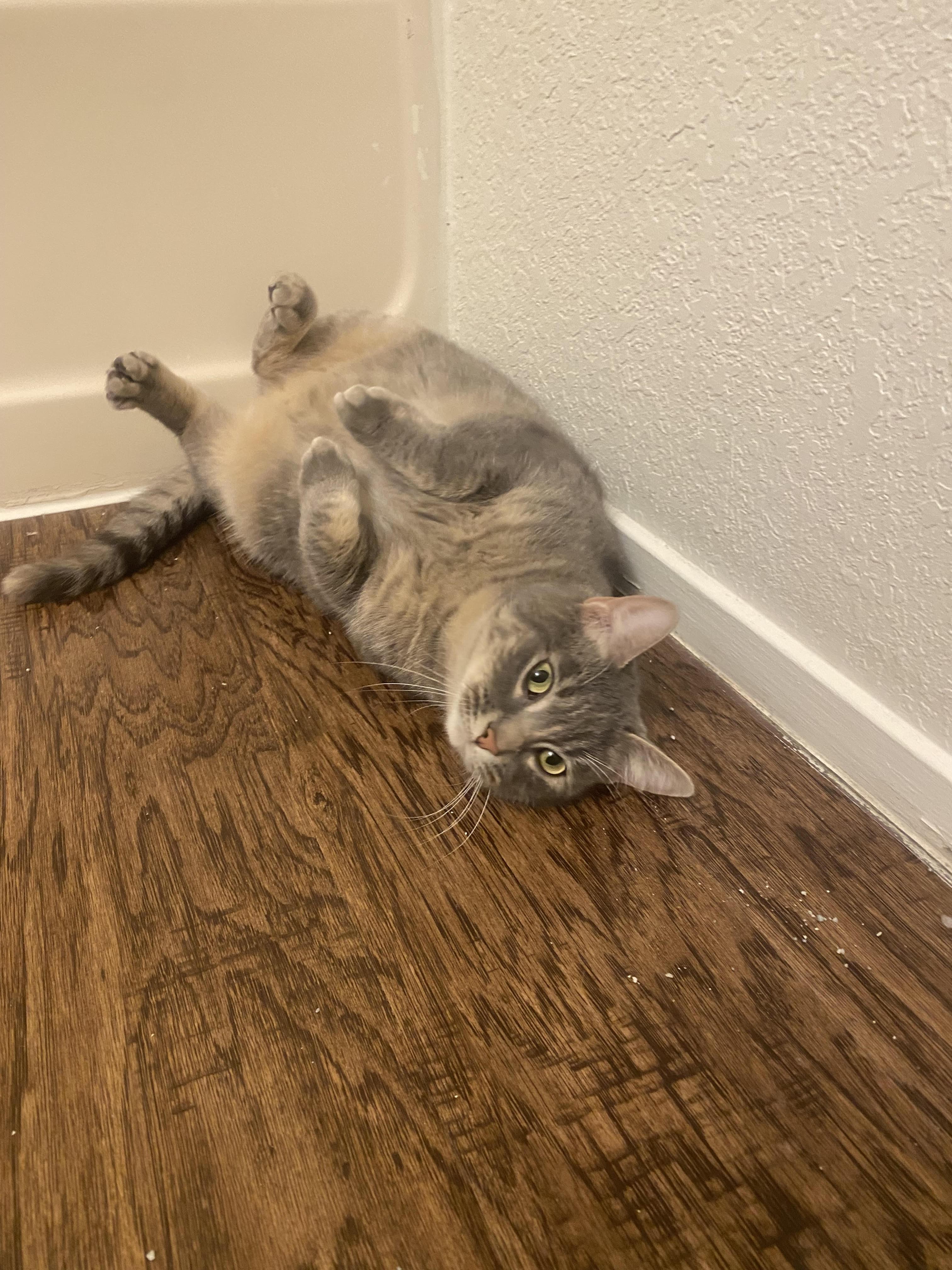 Dino, an adopted Domestic Short Hair in El Reno, OK image 3/3