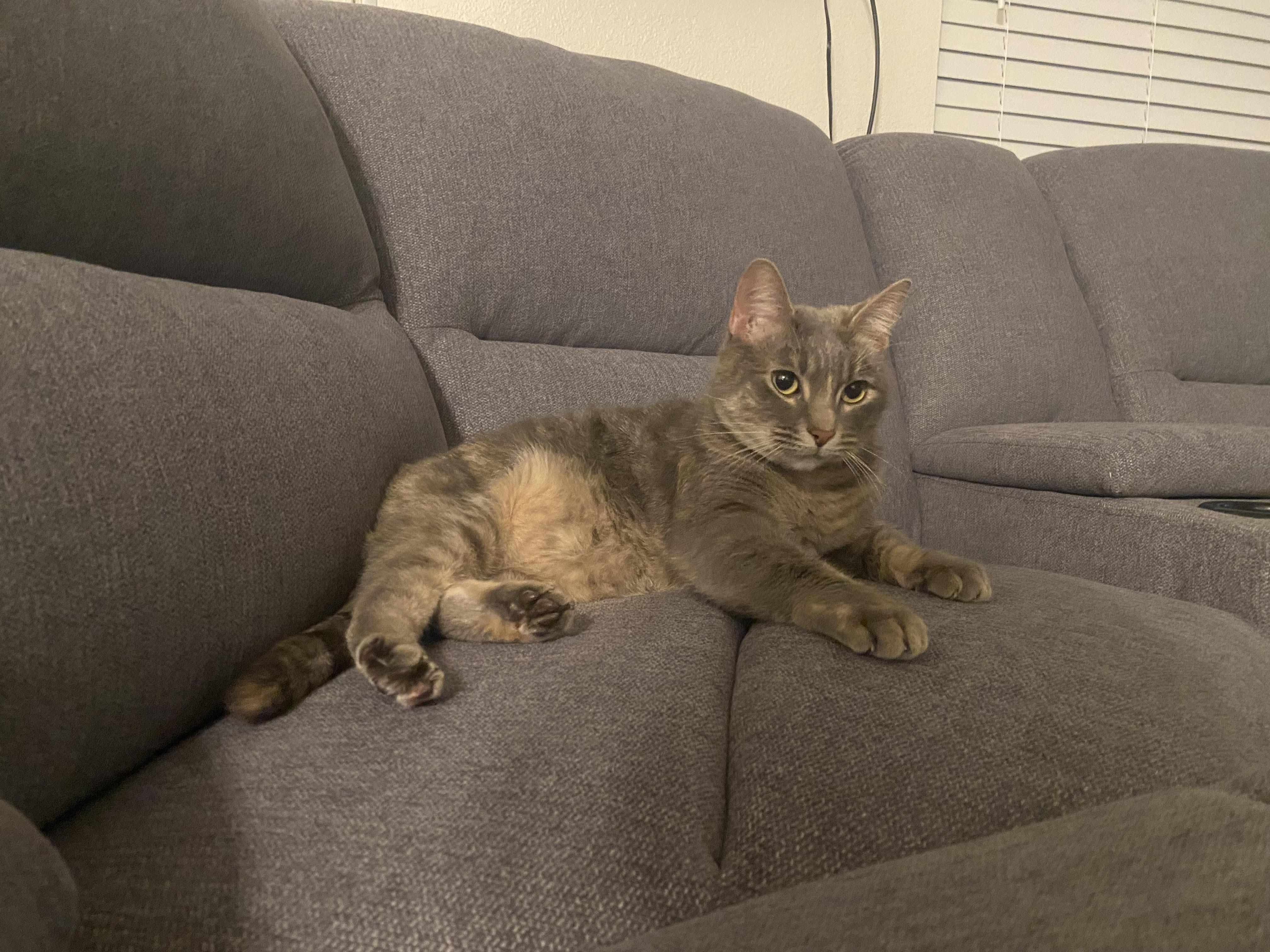 Dino, an adopted Domestic Short Hair in El Reno, OK image 2/3