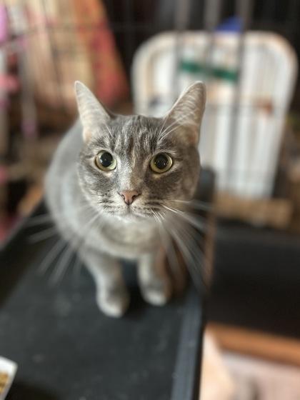 Dino, adopted, Adult Female Domestic Short Hair.