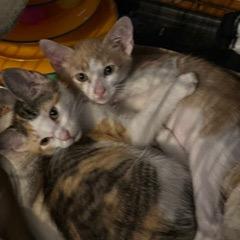 Madeline, a Adoptable Domestic Short Hair in Woodbridge, VA image 2/2