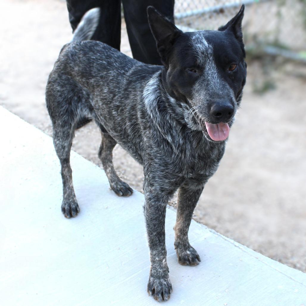 Maverick, Adoptable, Adult Male Mixed Breed.