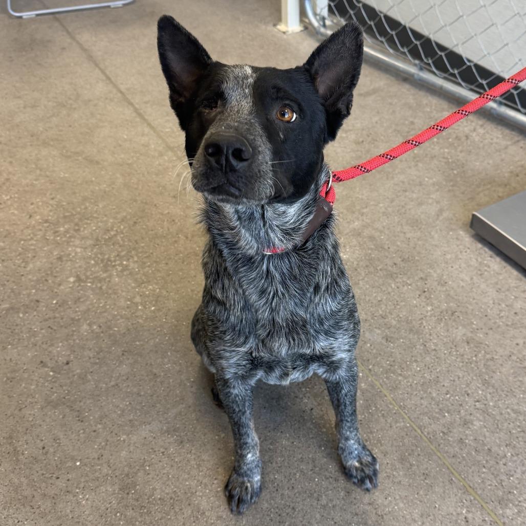 Enlarge Maverick, a Adoptable Mixed Breed in Las Cruces, NM image 2/6