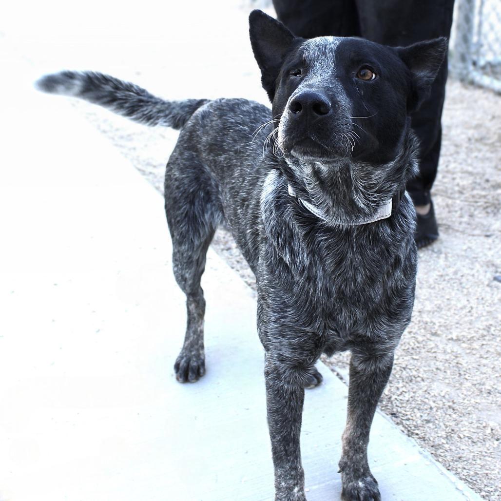Enlarge Maverick, a Adoptable Mixed Breed in Las Cruces, NM image 3/6