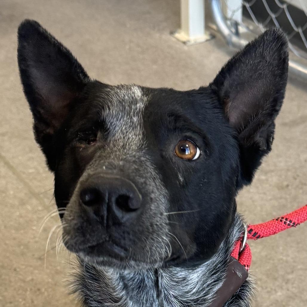 Maverick, Adoptable, Adult Male Mixed Breed.