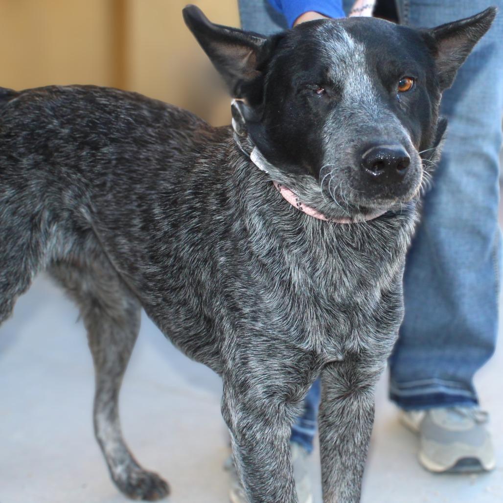 Enlarge Maverick, a Adoptable Mixed Breed in Las Cruces, NM image 6/6