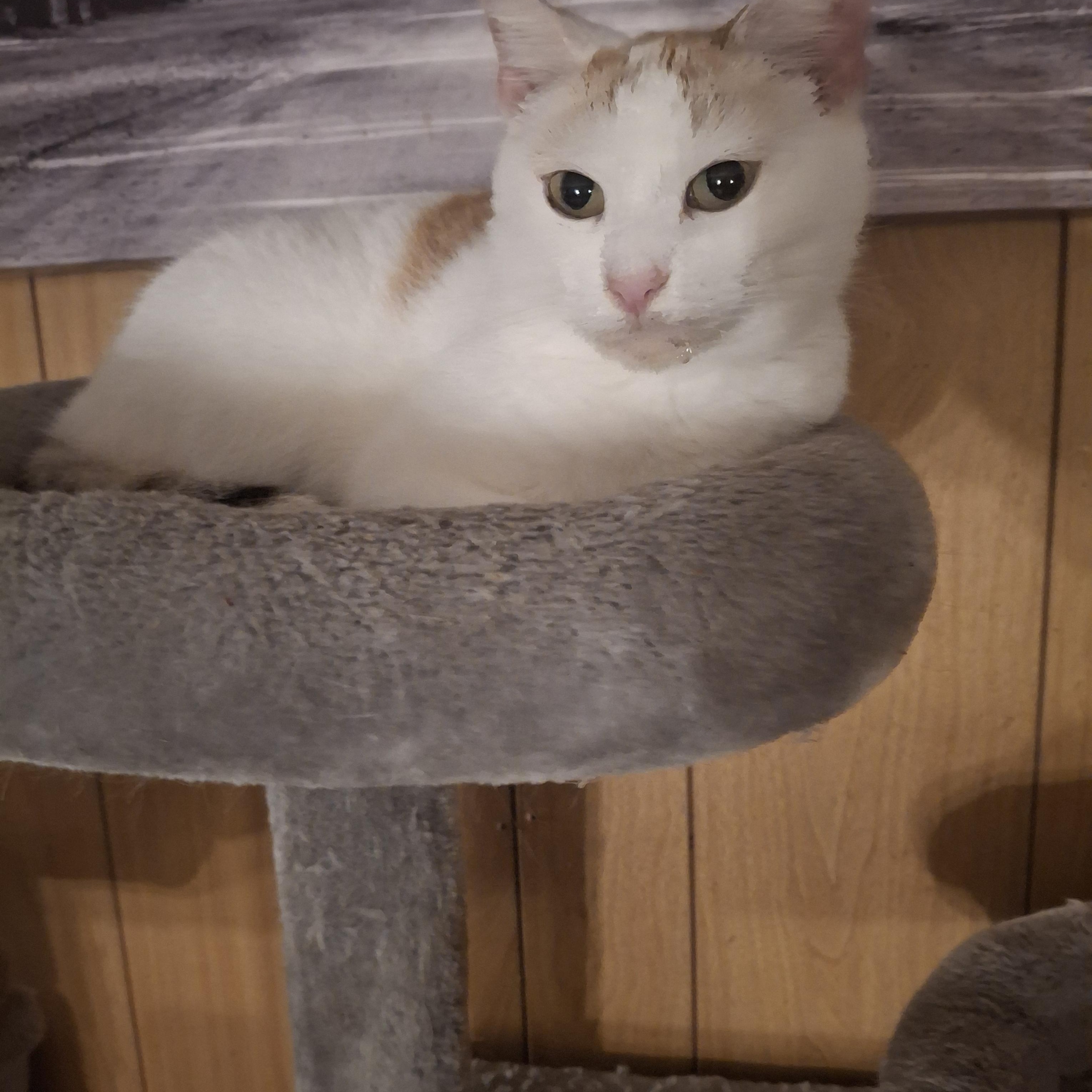 Enlarge Shay, a ADOPTABLE Calico in Lawrenceville, GA image 1/1