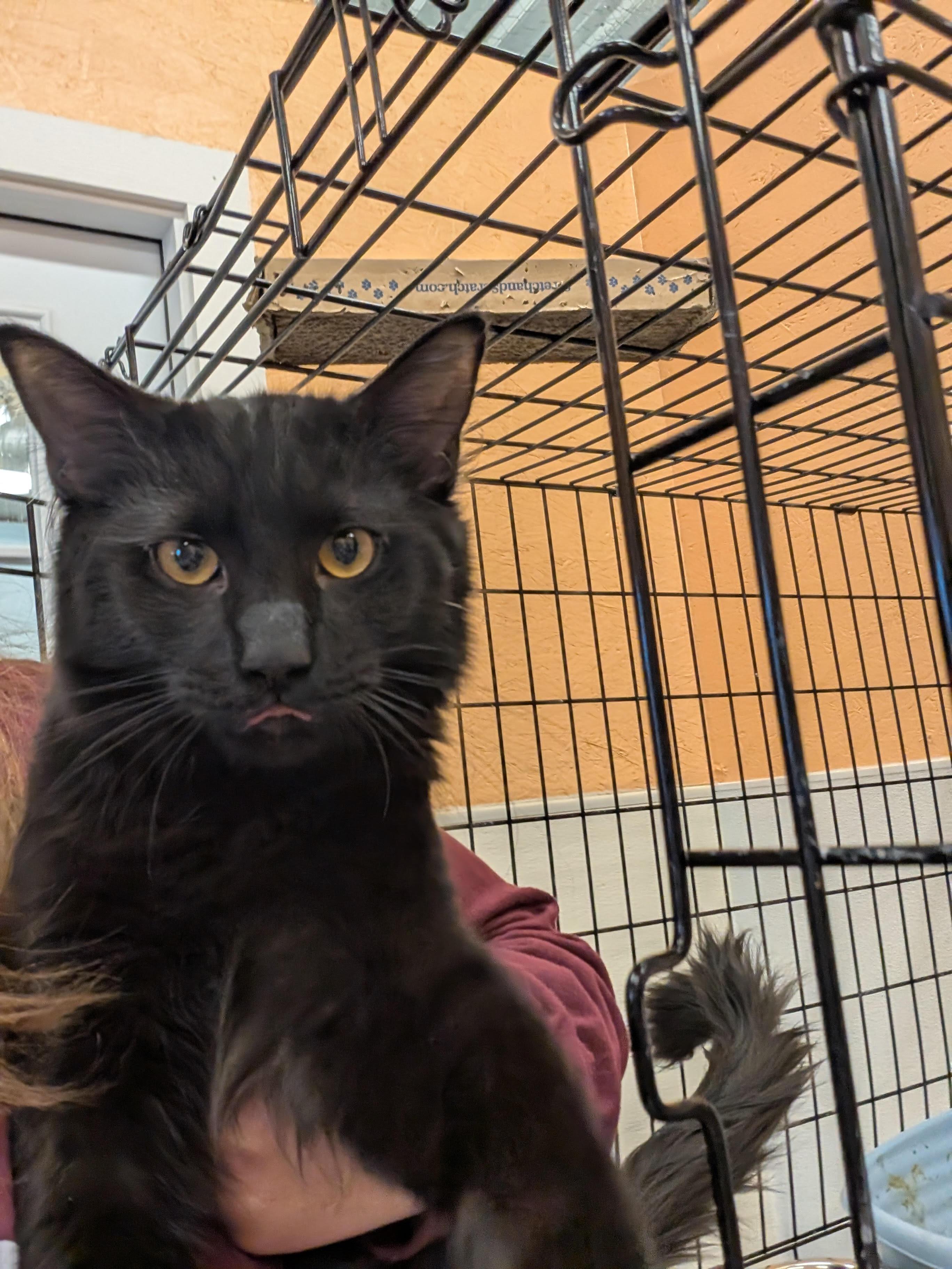 Enlarge Cimmarian , an adopted Domestic Long Hair in Somerset, PA image 1/1