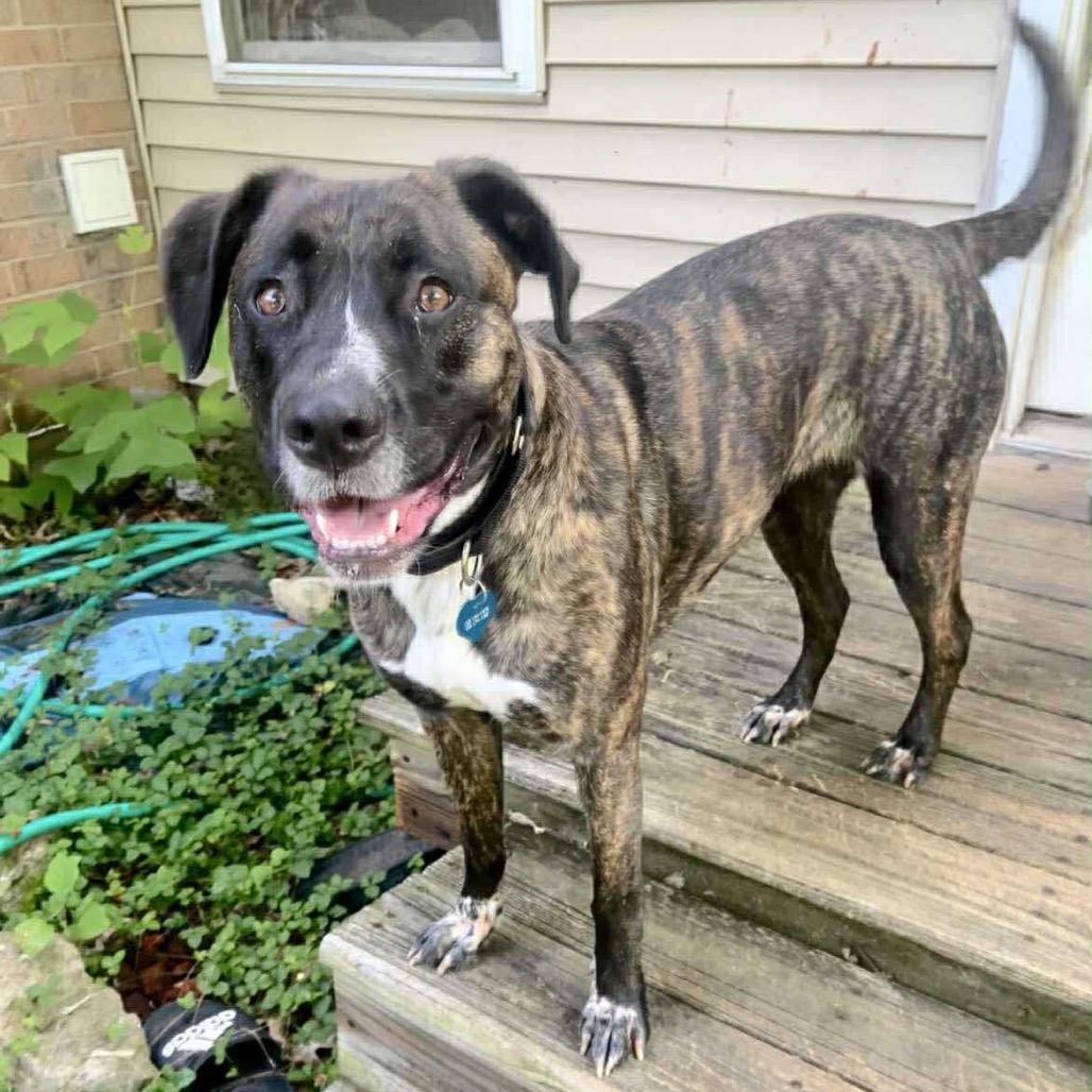 Cova, Adoptable, Adult Female German Shorthaired Pointer.