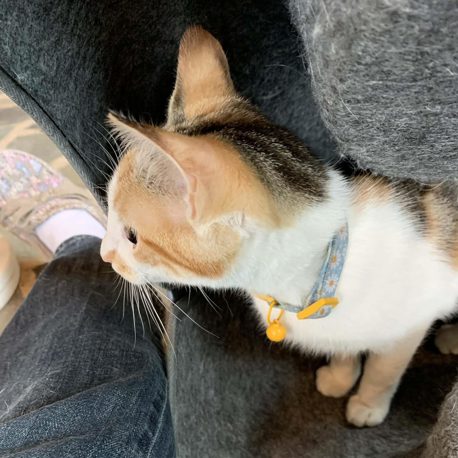 Enlarge Scarlet, an adopted Calico in Hawley, PA image 4/6