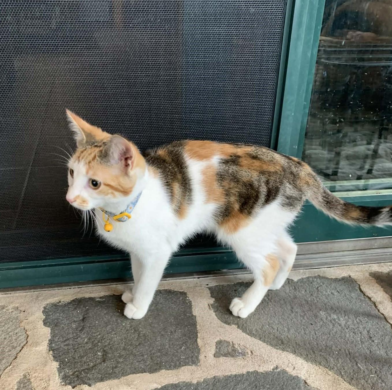 Enlarge Scarlet, an adopted Calico in Hawley, PA image 6/6