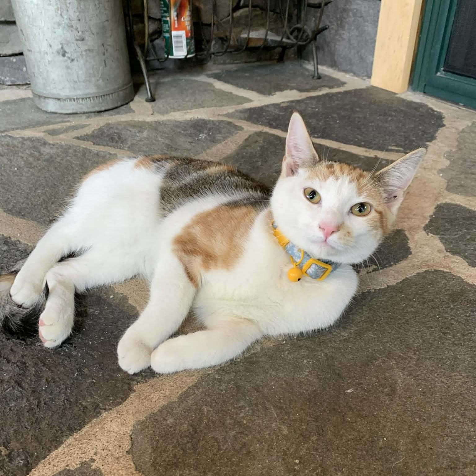 Scarlet, adopted, Kitten Female Calico.