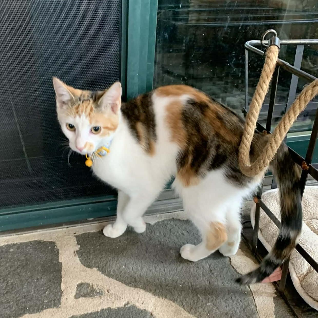 Enlarge Scarlet, an adopted Calico in Hawley, PA image 2/6