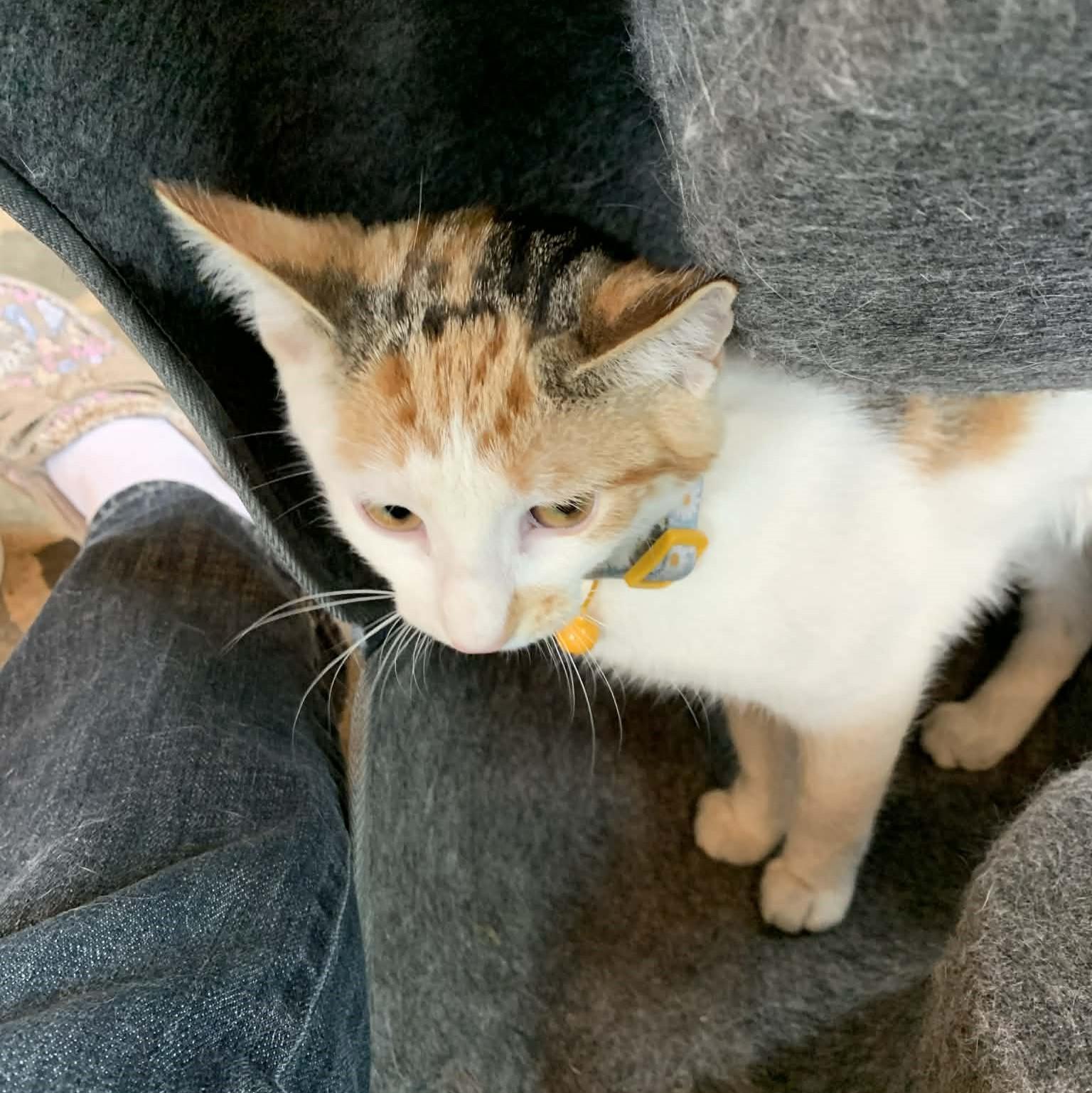 Enlarge Scarlet, an adopted Calico in Hawley, PA image 5/6