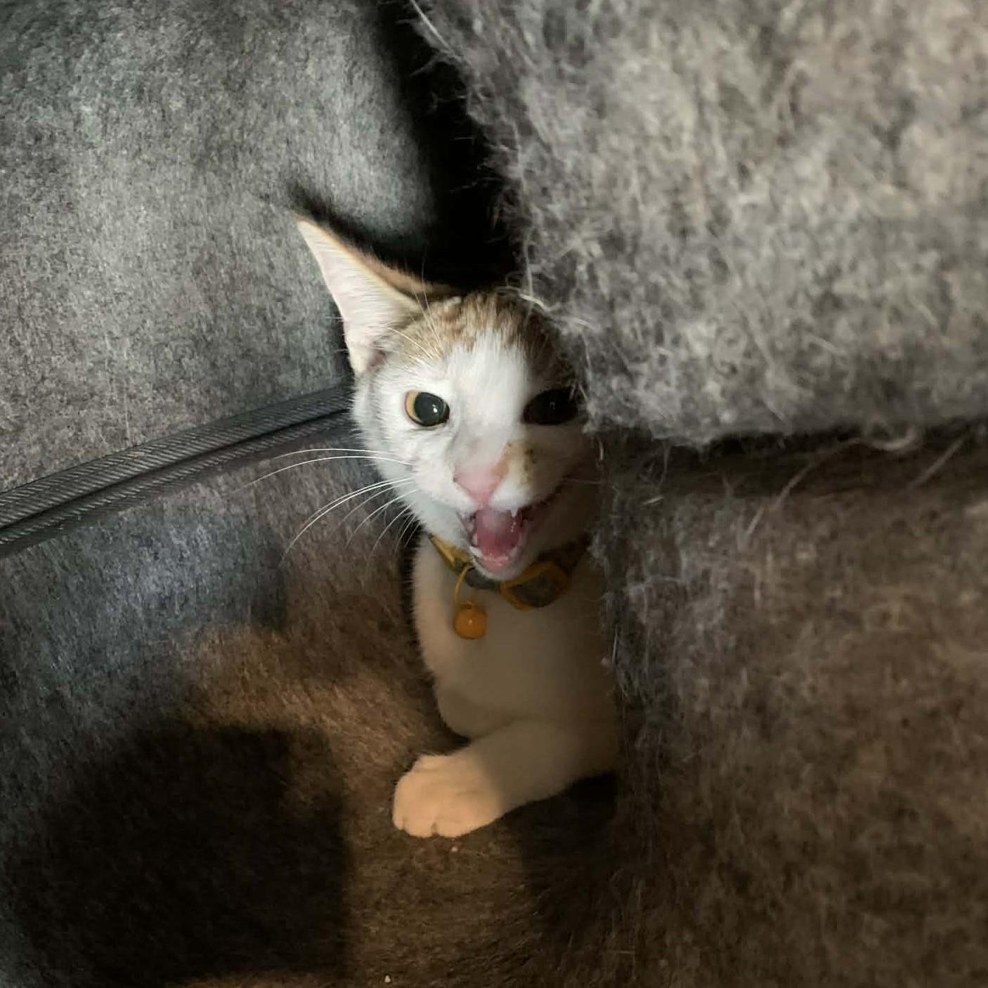 Enlarge Scarlet, an adopted Calico in Hawley, PA image 3/6