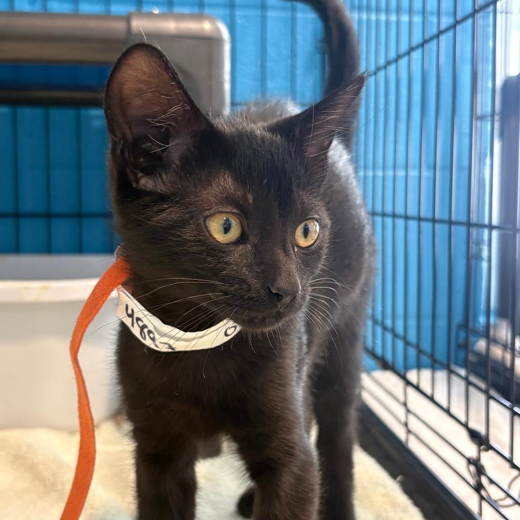 Medow, Adoptable, Kitten Male Domestic Short Hair.