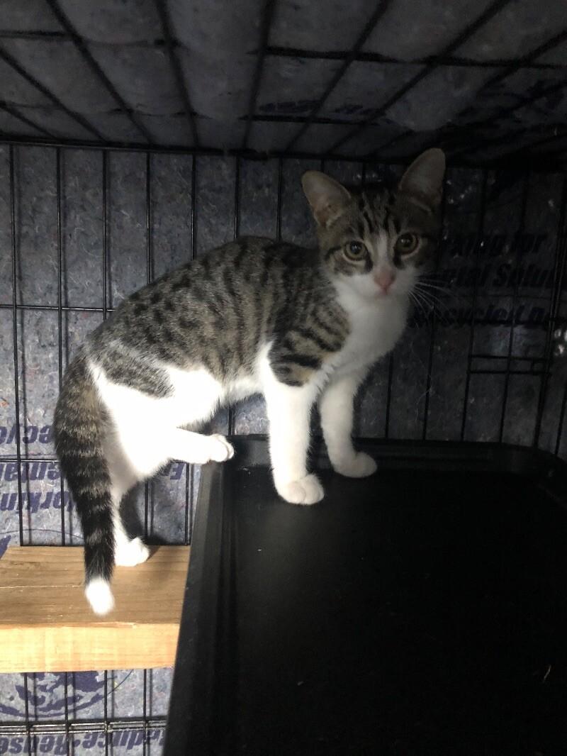 Enlarge Little, a Adoptable Domestic Short Hair in Colmar, PA image 1/6